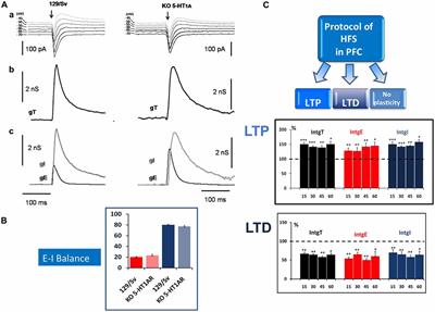 Modulation of Synaptic Plasticity in the Cortex Needs to Understand All the Players